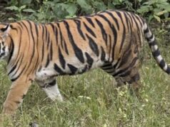 विश्व बाघ दिवस पर बुरी खबर, नेशनल पार्क में बाघिन की मौत