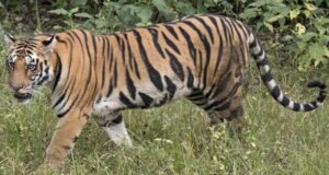 विश्व बाघ दिवस पर बुरी खबर, नेशनल पार्क में बाघिन की मौत