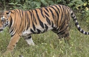 विश्व बाघ दिवस पर बुरी खबर, नेशनल पार्क में बाघिन की मौत