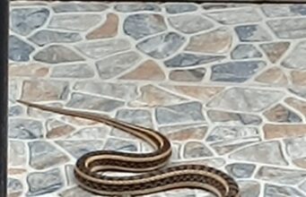 सांपों की अठखेलियां बनी लोगों के लिए आफत, बरसात में जगह जगह निकल रहे हैं सरीसृप,सावधान रहें सुरक्षित रहे