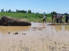 दलदल में फंसा हाथी , रेस्क्यू में जुटा वन महकमा