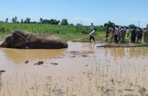 दलदल में फंसा हाथी , रेस्क्यू में जुटा वन महकमा