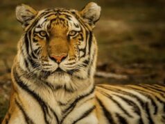 राज्य में बढ़ा बाघों का कुनबा, कॉर्बेट व राजाजी में उत्साह