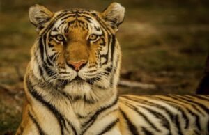 राज्य में बढ़ा बाघों का कुनबा, कॉर्बेट व राजाजी में उत्साह