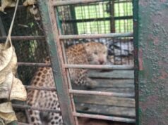 पिंजरे में कैद आदमखोर, ग्रामीणों ने ली राहत के सांस 13 लोगों को बनाया था निवाला