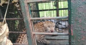 पिंजरे में कैद आदमखोर, ग्रामीणों ने ली राहत के सांस 13 लोगों को बनाया था निवाला