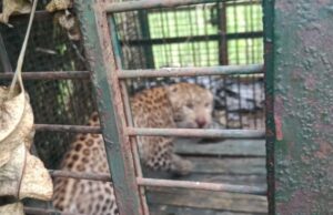 पिंजरे में कैद आदमखोर, ग्रामीणों ने ली राहत के सांस 13 लोगों को बनाया था निवाला