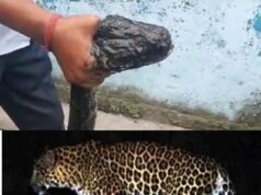 सिडकुल की फैक्ट्री में घुसा गुलदार तो लक्सर के गांव में विशालकाय अजगर ने मचाई दहशत