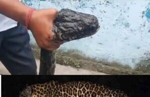 सिडकुल की फैक्ट्री में घुसा गुलदार तो लक्सर के गांव में विशालकाय अजगर ने मचाई दहशत