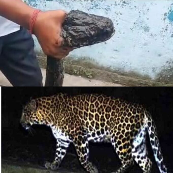 सिडकुल की फैक्ट्री में घुसा गुलदार तो लक्सर के गांव में विशालकाय अजगर ने मचाई दहशत