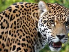 आदमखोर बना इंसानों का काल, तीन दिनों में दो को बनाया निवाला, वन महकमे की नाकामी बनी आफत