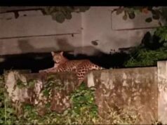 गुलदार के आतंक के बीच क, ख, ग की पाठशाला, जिम्मेदार सो रहे चैन की नींद