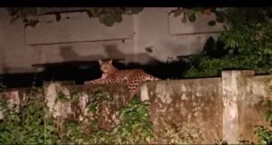 गुलदार के आतंक के बीच क, ख, ग की पाठशाला, जिम्मेदार सो रहे चैन की नींद