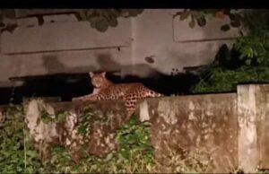 गुलदार के आतंक के बीच क, ख, ग की पाठशाला, जिम्मेदार सो रहे चैन की नींद