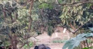 गंगा की मुख्यधारा पार कर आबादी में पंहुचा गजराज, राजाजी व हरिद्वार वन प्रभाग की कई टीमें मौके पर तैनात