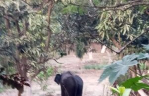 गंगा की मुख्यधारा पार कर आबादी में पंहुचा गजराज, राजाजी व हरिद्वार वन प्रभाग की कई टीमें मौके पर तैनात