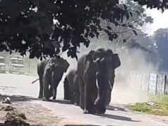 भेल में गुलादर के बाद अब जंगली हाथियों की दहशत, सेक्टर वन में घुसे हाथियों के झुंड, देखें वीडियो