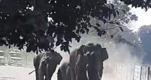 भेल में गुलादर के बाद अब जंगली हाथियों की दहशत, सेक्टर वन में घुसे हाथियों के झुंड, देखें वीडियो