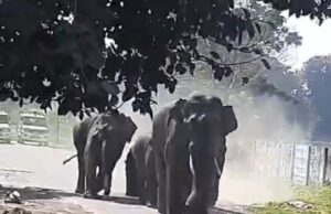 भेल में गुलादर के बाद अब जंगली हाथियों की दहशत, सेक्टर वन में घुसे हाथियों के झुंड, देखें वीडियो