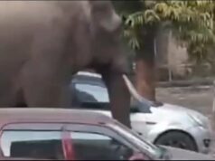 हरिद्वार में हाथी का आतंक, रोशनाबाद कलक्ट्रेट व कोर्ट का जायजा लेने पँहुचा जंगली गजराज