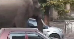 हरिद्वार में हाथी का आतंक, रोशनाबाद कलक्ट्रेट व कोर्ट का जायजा लेने पँहुचा जंगली गजराज