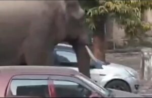 हरिद्वार में हाथी का आतंक, रोशनाबाद कलक्ट्रेट व कोर्ट का जायजा लेने पँहुचा जंगली गजराज