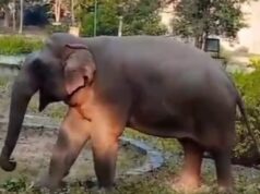 गजराजों को पसंद आ रहा है आबादी क्षेत्रों का भ्रमण, कोर्ट परिसर के बाद अब 84 कुटी दर्शन को पहुंचे गजराज