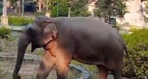 गजराजों को पसंद आ रहा है आबादी क्षेत्रों का भ्रमण, कोर्ट परिसर के बाद अब 84 कुटी दर्शन को पहुंचे गजराज