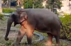 गजराजों को पसंद आ रहा है आबादी क्षेत्रों का भ्रमण, कोर्ट परिसर के बाद अब 84 कुटी दर्शन को पहुंचे गजराज