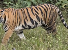 जल्द बढेगा राजाजी में बाघों का कुनबा, कॉर्बेट में बाघिन को किया गया ट्रेंकुलाइज