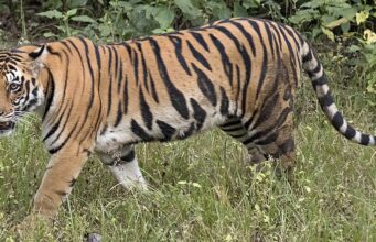 जल्द बढेगा राजाजी में बाघों का कुनबा, कॉर्बेट में बाघिन को किया गया ट्रेंकुलाइज