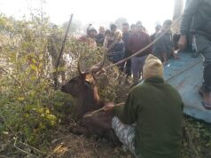 भटके सांभर को किया रेस्क्यू, परीक्षण के बाद जंगल मे छोड़ा