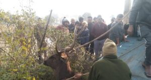 भटके सांभर को किया रेस्क्यू, परीक्षण के बाद जंगल मे छोड़ा