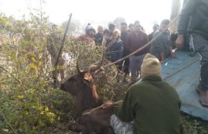 भटके सांभर को किया रेस्क्यू, परीक्षण के बाद जंगल मे छोड़ा