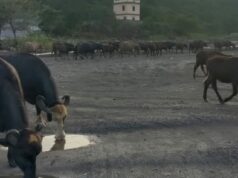 बाघों के गढ़ में पालतू मवेशीयों की आमद,शेड्यूल वन के प्राणियों पर बड़ा संकट, कब नींद से जागेंगे अफसर