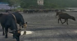 बाघों के गढ़ में पालतू मवेशीयों की आमद,शेड्यूल वन के प्राणियों पर बड़ा संकट, कब नींद से जागेंगे अफसर