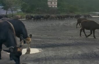 बाघों के गढ़ में पालतू मवेशीयों की आमद,शेड्यूल वन के प्राणियों पर बड़ा संकट, कब नींद से जागेंगे अफसर