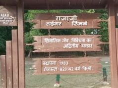 खबर का असर, बाघों के कॉरिडोर में घुसने वाले पालतू मवेशीयों को रोकने के लिए रेंजर व अधिकारियों ने खुद संभाला मोर्चा