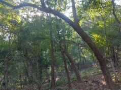 रात के सन्नाटे में खाली है जंगल, घरों में चैन की नींद ले रहे जिम्मेदार, वन्यजीवो के संरक्षण पर सवालिया निशान