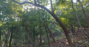 रात के सन्नाटे में खाली है जंगल, घरों में चैन की नींद ले रहे जिम्मेदार, वन्यजीवो के संरक्षण पर सवालिया निशान