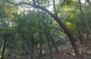 रात के सन्नाटे में खाली है जंगल, घरों में चैन की नींद ले रहे जिम्मेदार, वन्यजीवो के संरक्षण पर सवालिया निशान