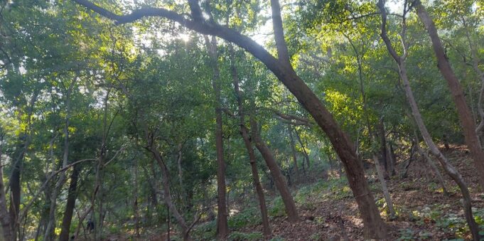 रात के सन्नाटे में खाली है जंगल, घरों में चैन की नींद ले रहे जिम्मेदार, वन्यजीवो के संरक्षण पर सवालिया निशान