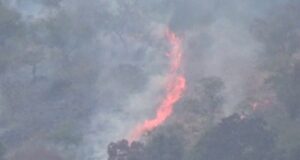 आग बुझाते घायल हुआ संविदाकर्मी,पार्क महकमे में हड़कम्प ,संसाधनों के अभाव में जान जोखिम में डाल रहे वन कर्मी