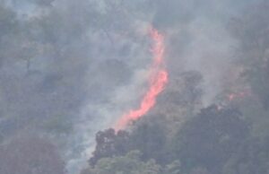 आग बुझाते घायल हुआ संविदाकर्मी,पार्क महकमे में हड़कम्प ,संसाधनों के अभाव में जान जोखिम में डाल रहे वन कर्मी