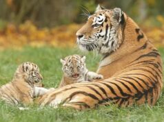 राजाजी में बढ़ा बाघों का कुनबा, चार शावकों का हुआ जन्म