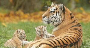 राजाजी में बढ़ा बाघों का कुनबा, चार शावकों का हुआ जन्म