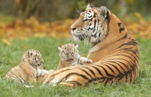 राजाजी में बढ़ा बाघों का कुनबा, चार शावकों का हुआ जन्म