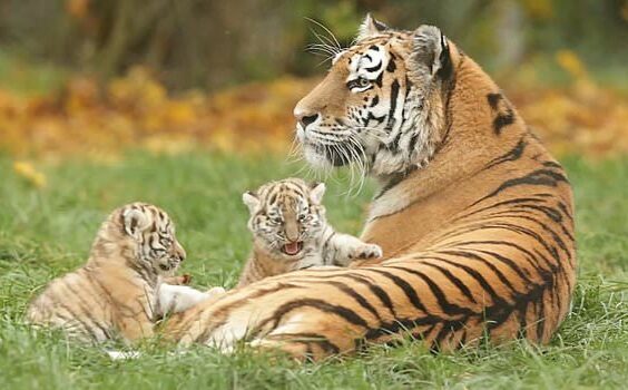 राजाजी में बढ़ा बाघों का कुनबा, चार शावकों का हुआ जन्म