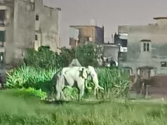 हरिपुर में गुलदार व हाथी का आतंक, सोलर फेंसिंग को लेकर उठ रहे सवाल