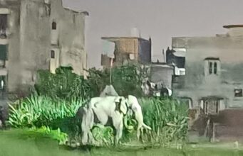 हरिपुर में गुलदार व हाथी का आतंक, सोलर फेंसिंग को लेकर उठ रहे सवाल